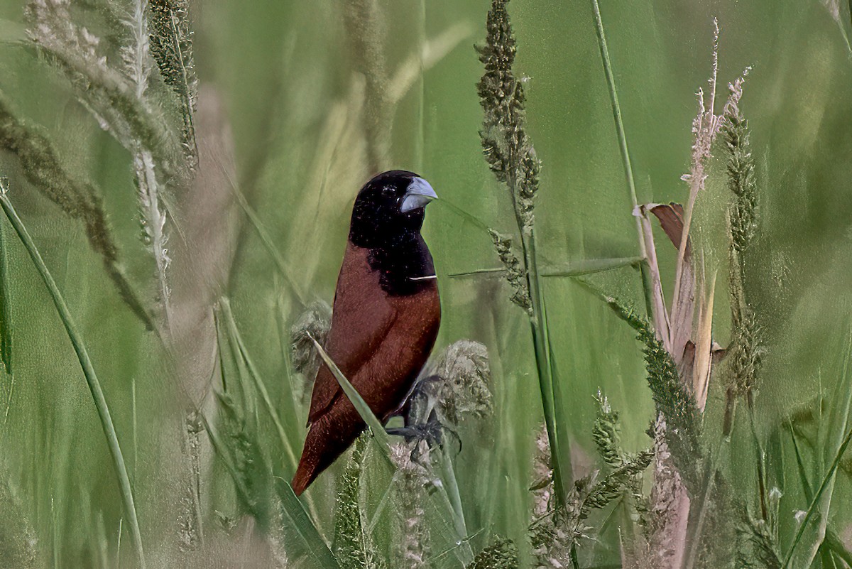 Capucin à tête noire - ML646092084