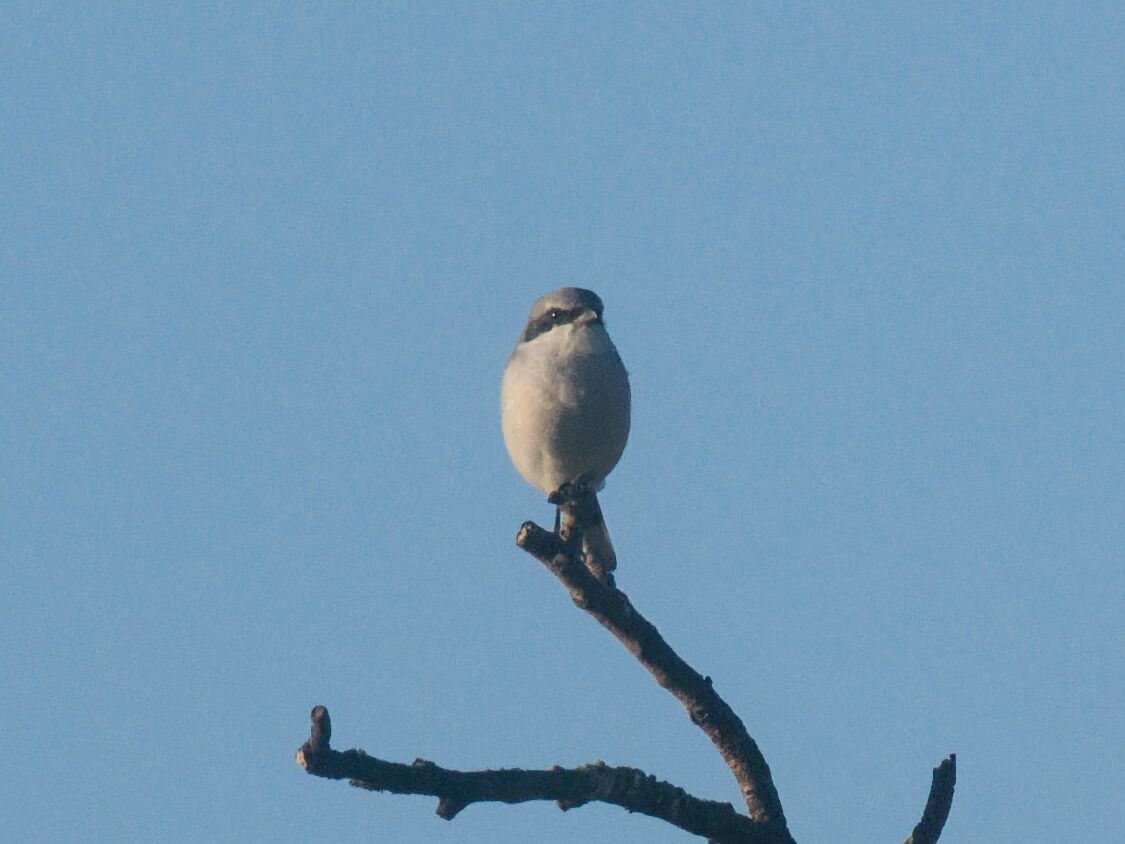 Loggerhead Shrike - ML646092087