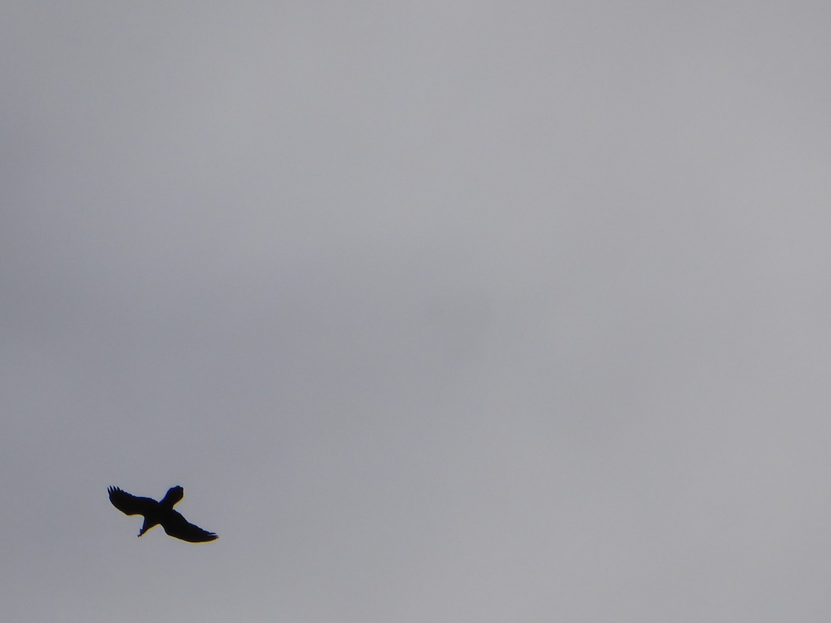 Erroi handia - ML646092088