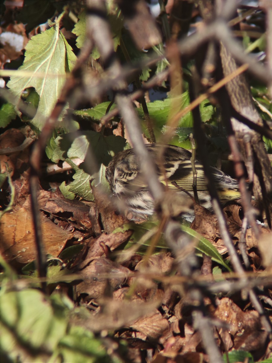 stripesisik - ML646092089