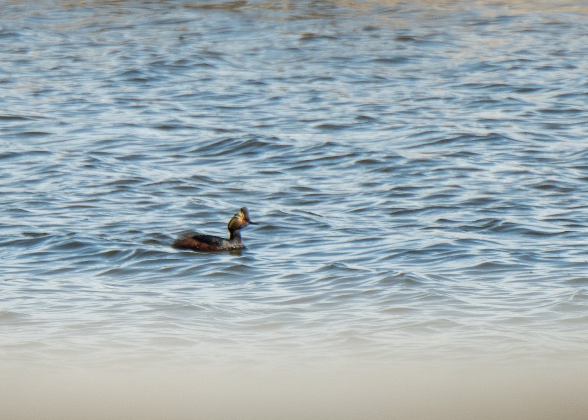 Grèbe à cou noir - ML646092090