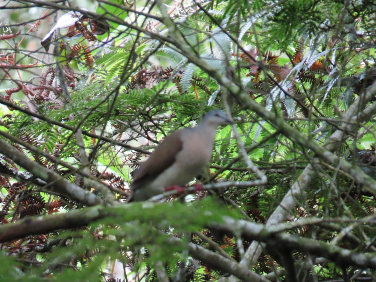 Gray-headed Dove - ML646092095