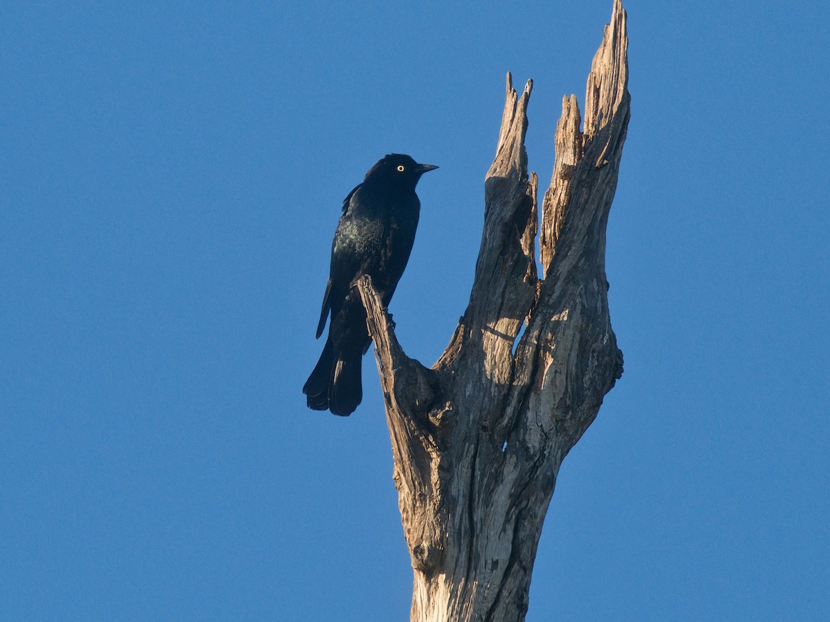 Brewer's Blackbird - ML646092098