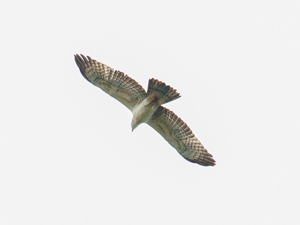 včelojed chocholatý - ML646092106