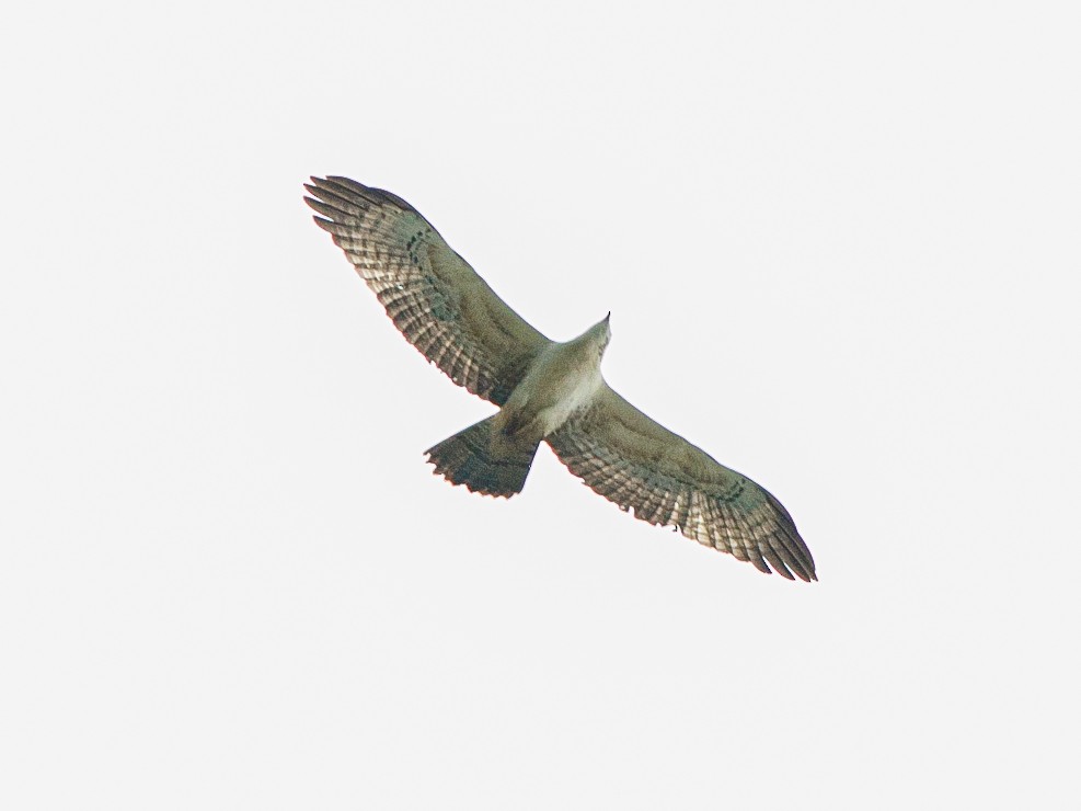 včelojed chocholatý - ML646092107