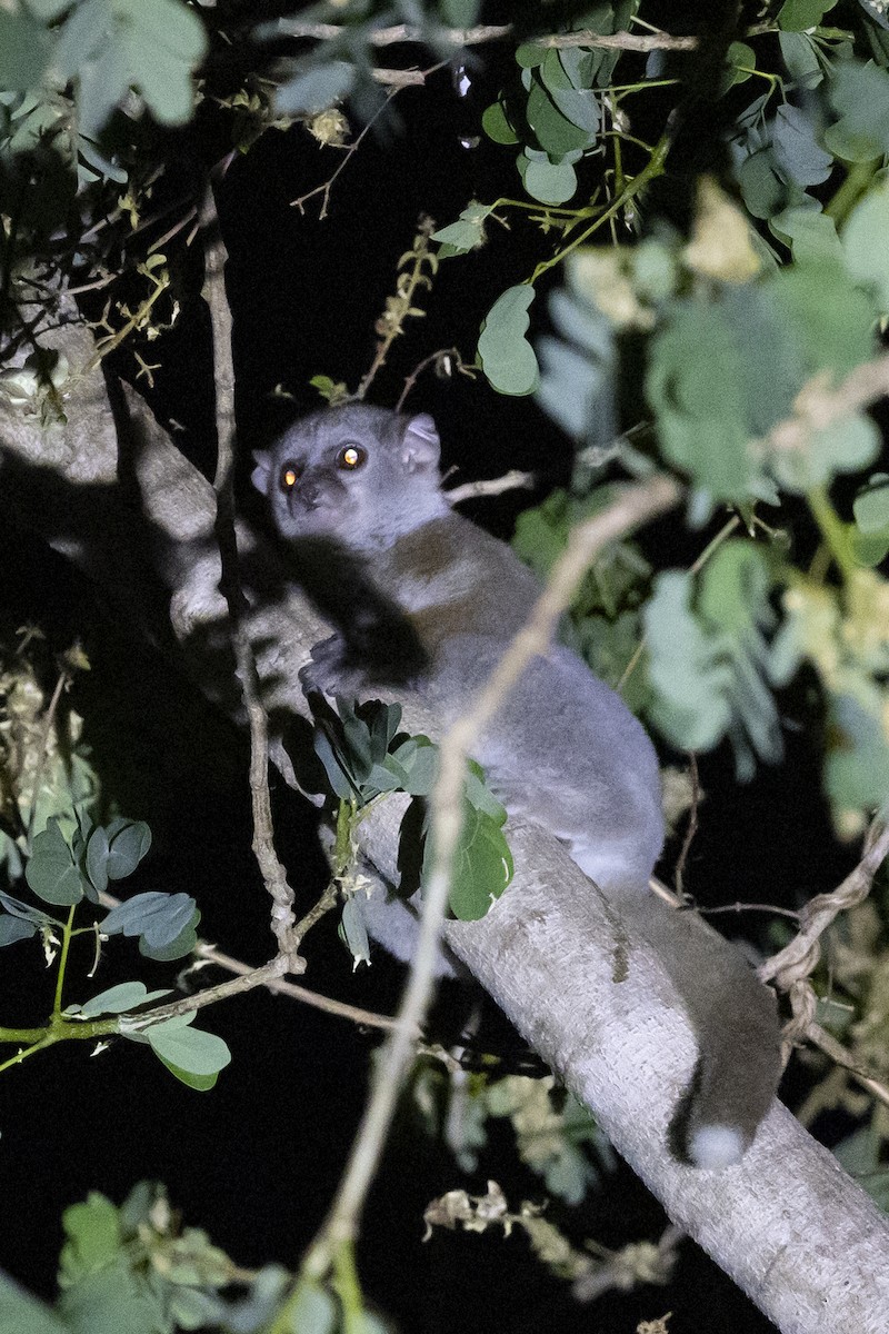 Milne-Edwards' Sportive Lemur - ML646092109