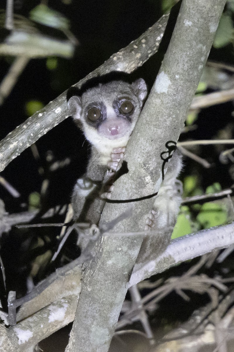 Western Fat-tailed Dwarf Lemur - ML646092110