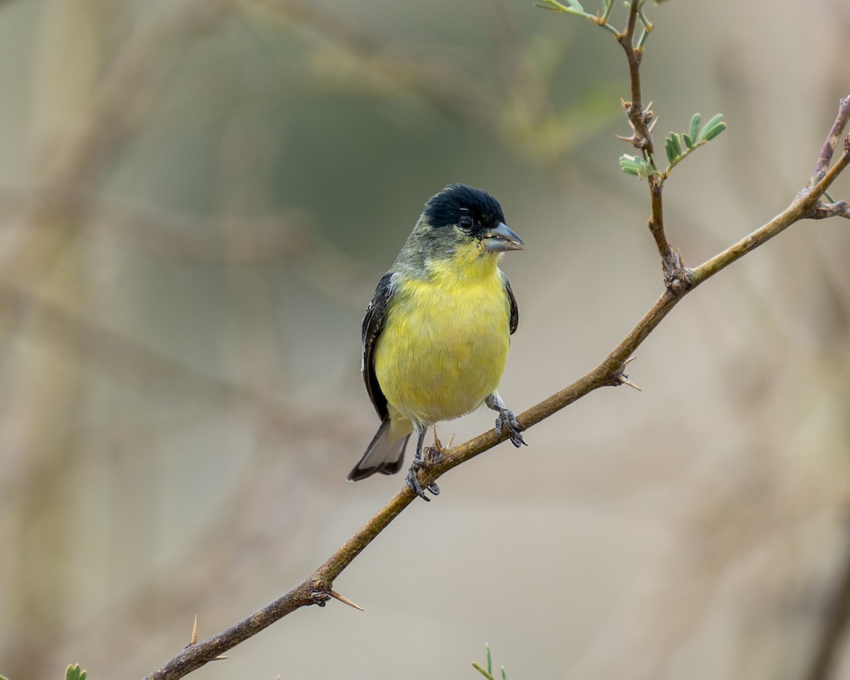 čížek mexický - ML646092111