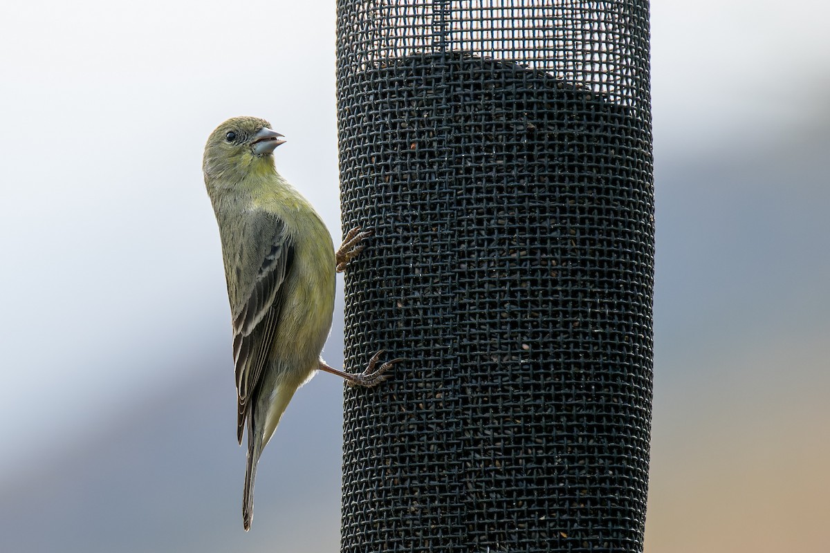 čížek mexický - ML646092112