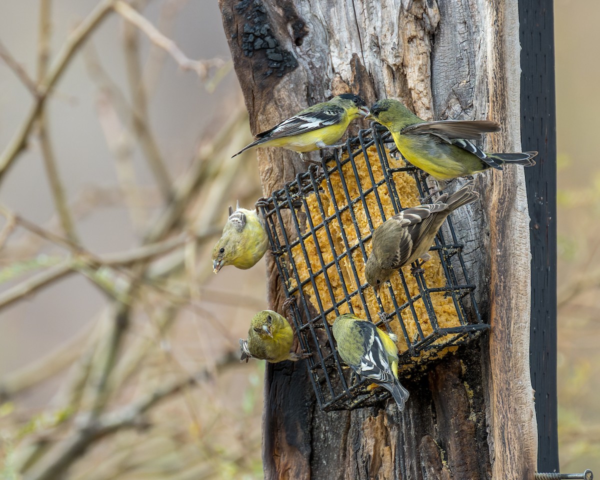 čížek mexický - ML646092113