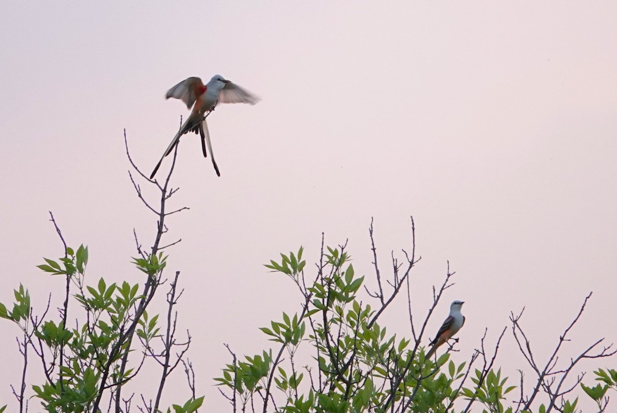 Scissor-tailed Flycatcher - ML646092115