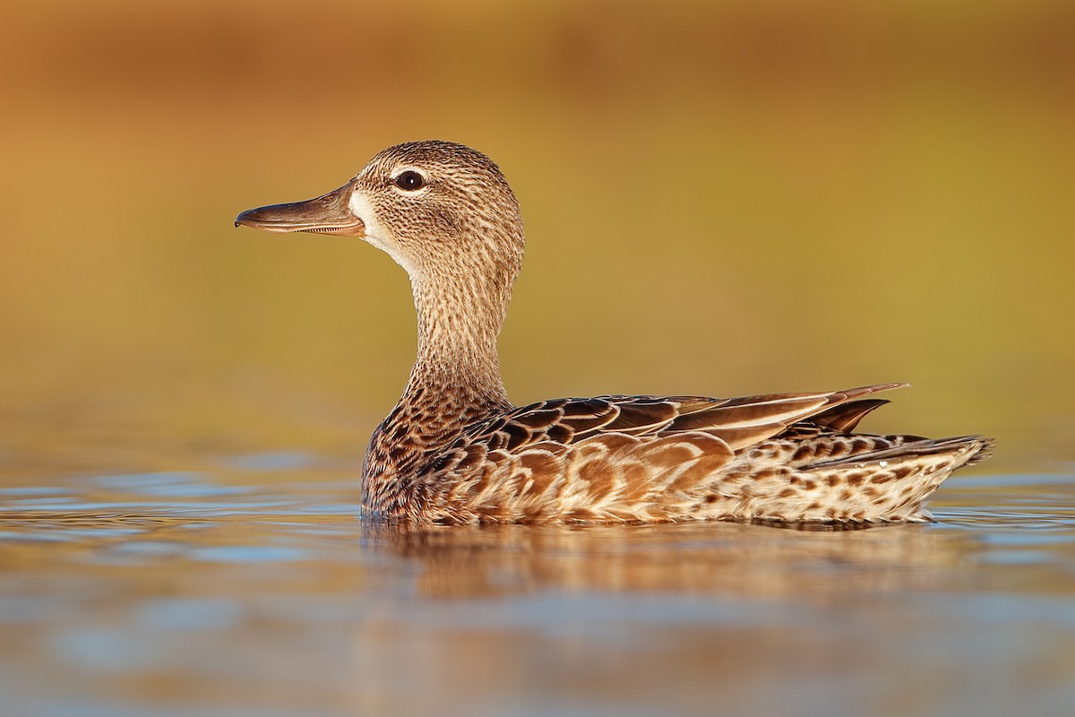 čírka modrokřídlá - ML646092117