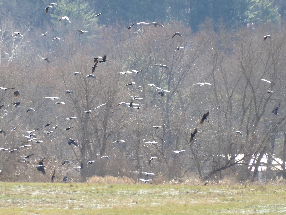 vrána americká - ML646092118