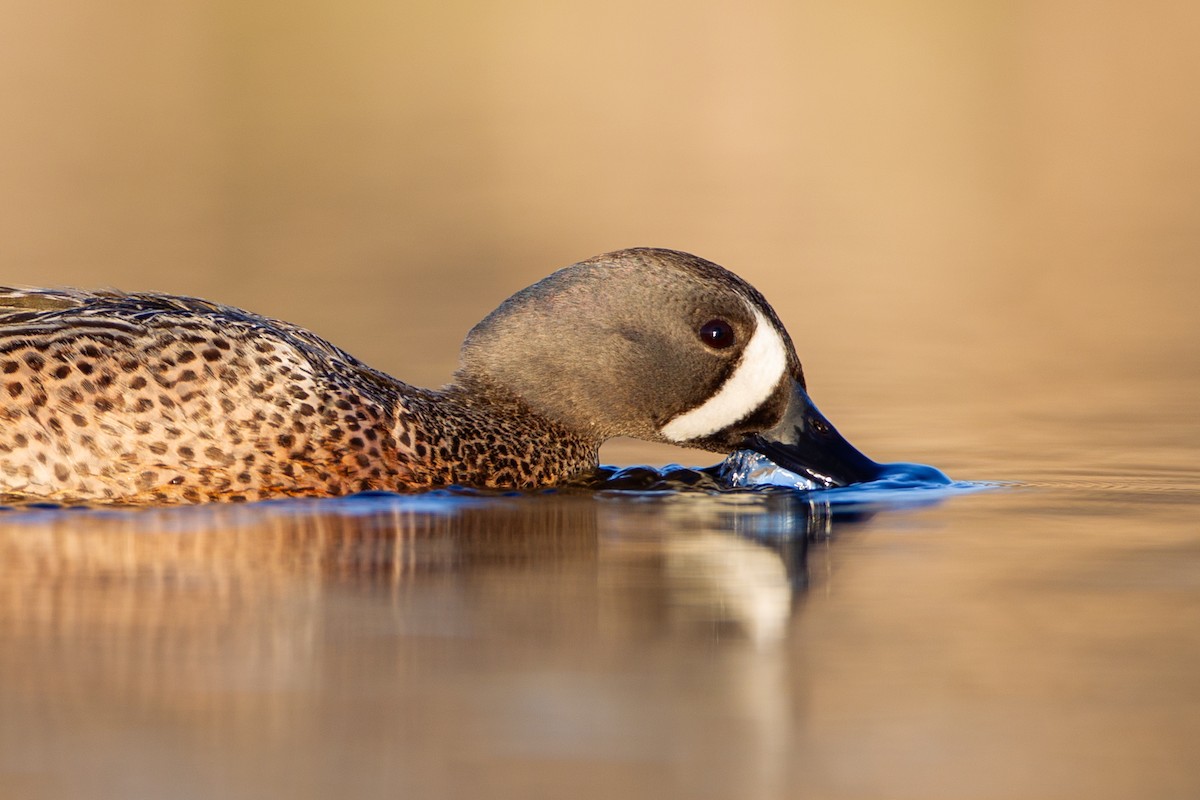 čírka modrokřídlá - ML646092120