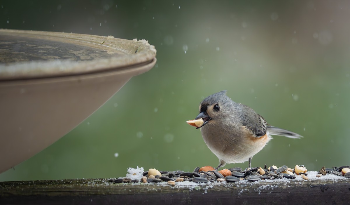 sýkora rezavoboká - ML646092121