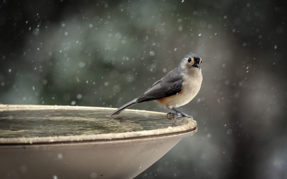 sýkora rezavoboká - ML646092122