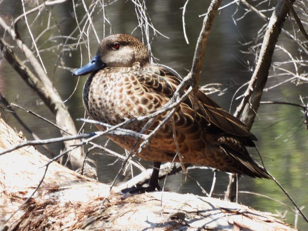 čírka bělohrdlá - ML646092123