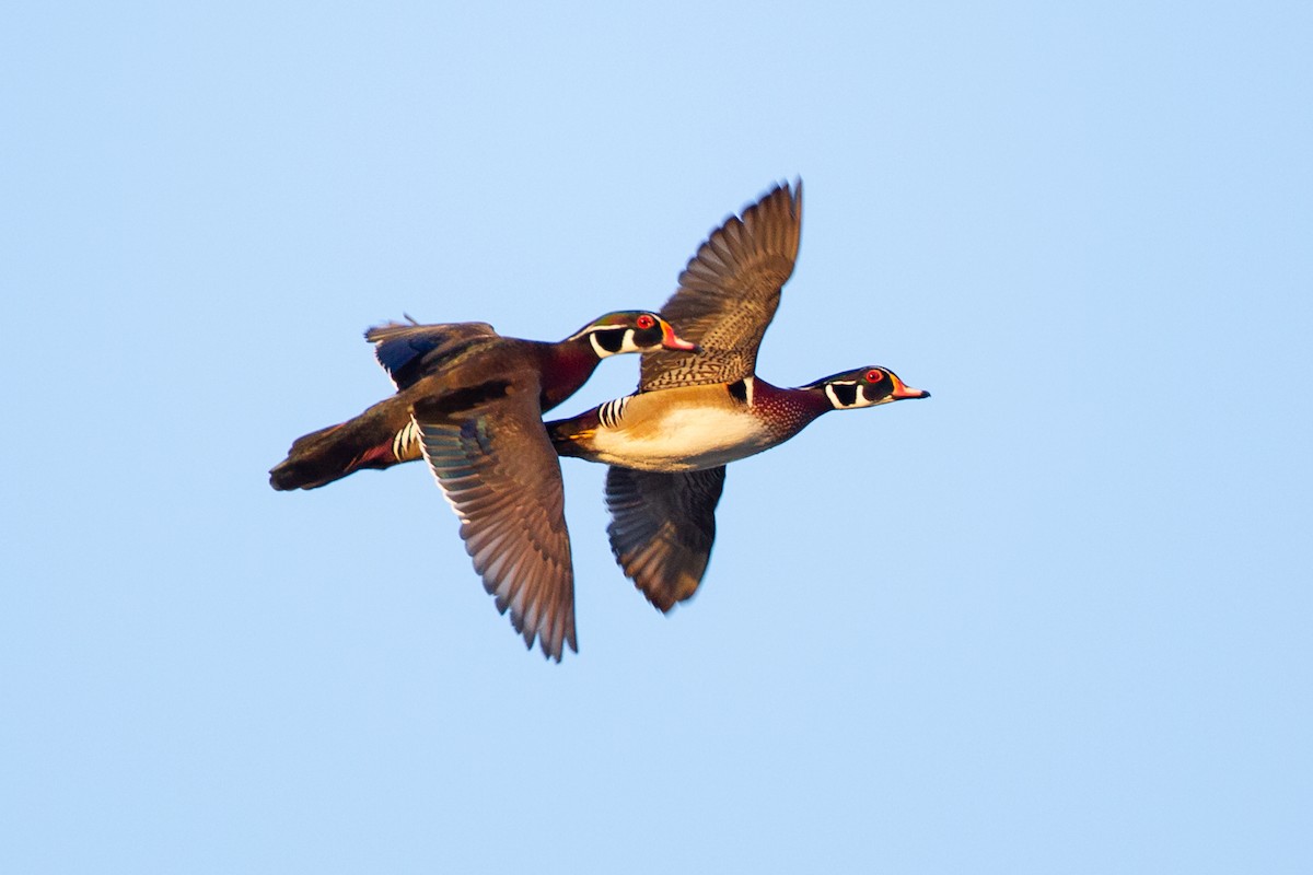 kachnička karolínská - ML646092124