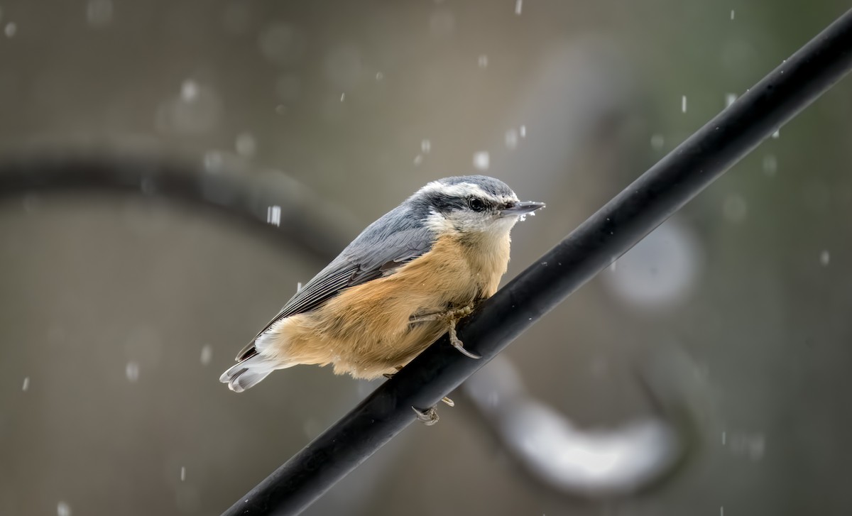 brhlík americký - ML646092126