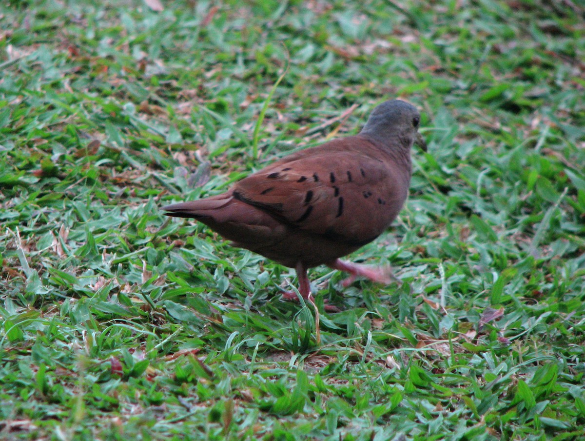 holoubek skořicový - ML646092127