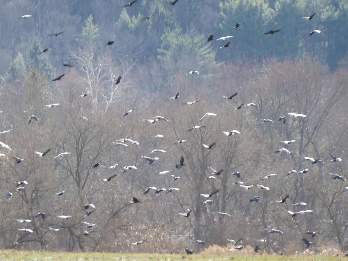 vrána americká - ML646092129