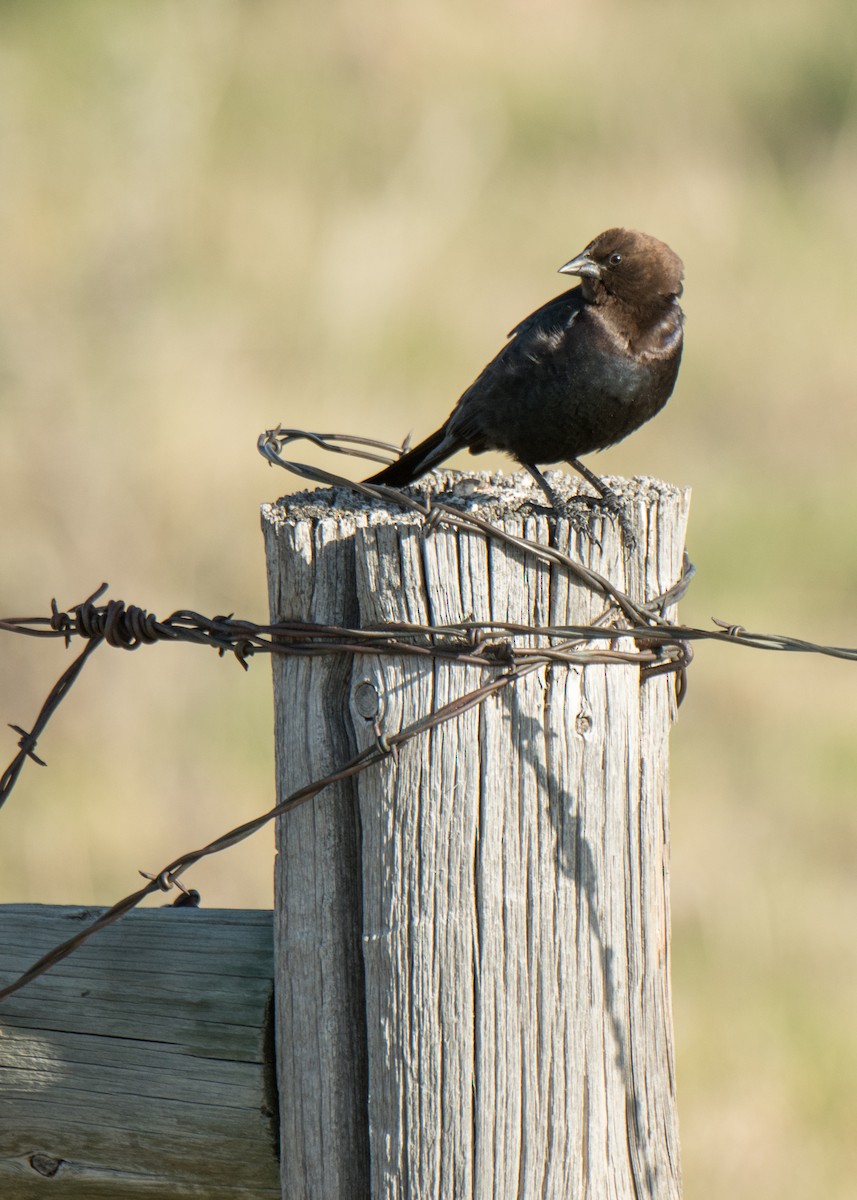 vlhovec hnědohlavý - ML646092130