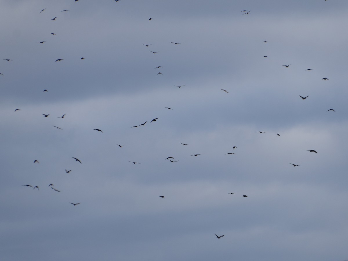 American Crow - ML646092141