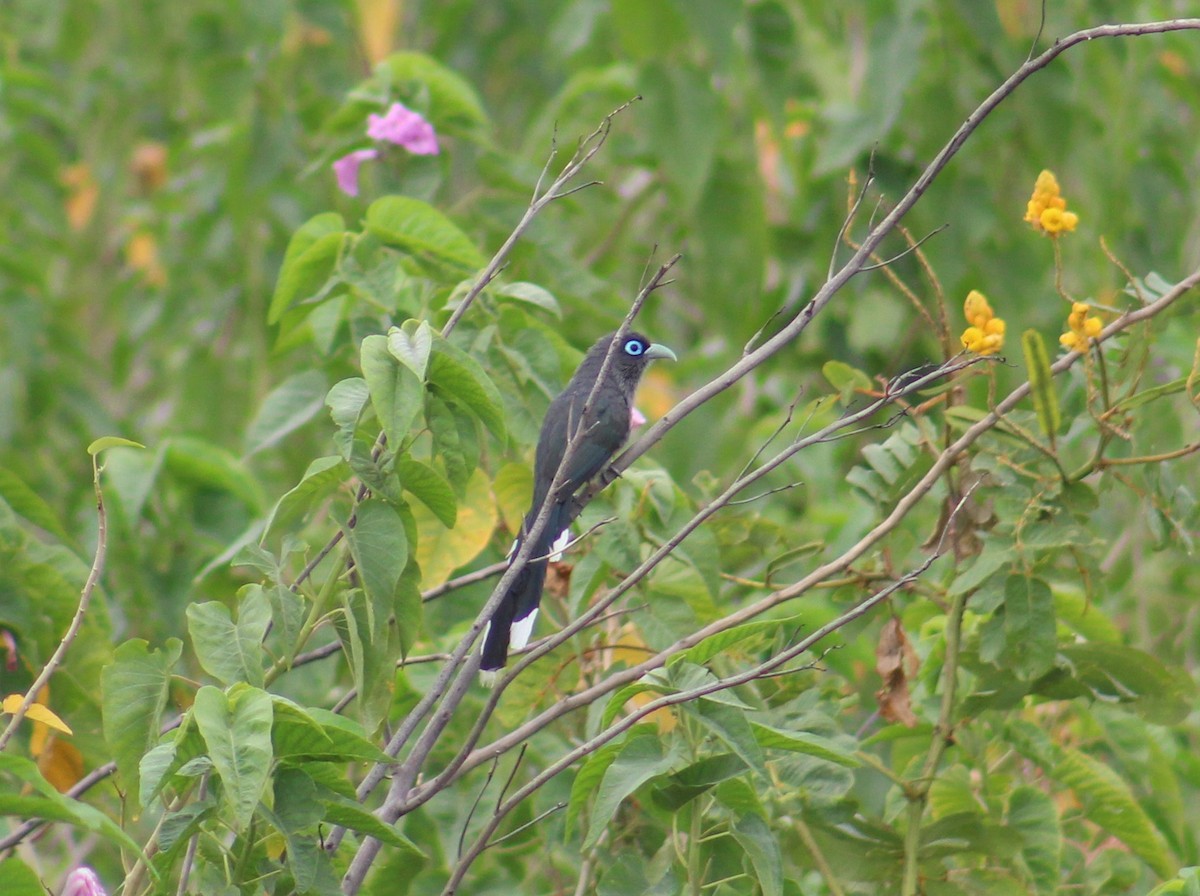 Blue-faced Malkoha - ML646092142