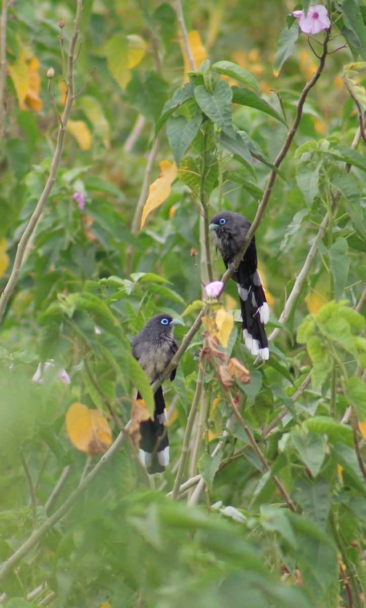 Blue-faced Malkoha - ML646092143