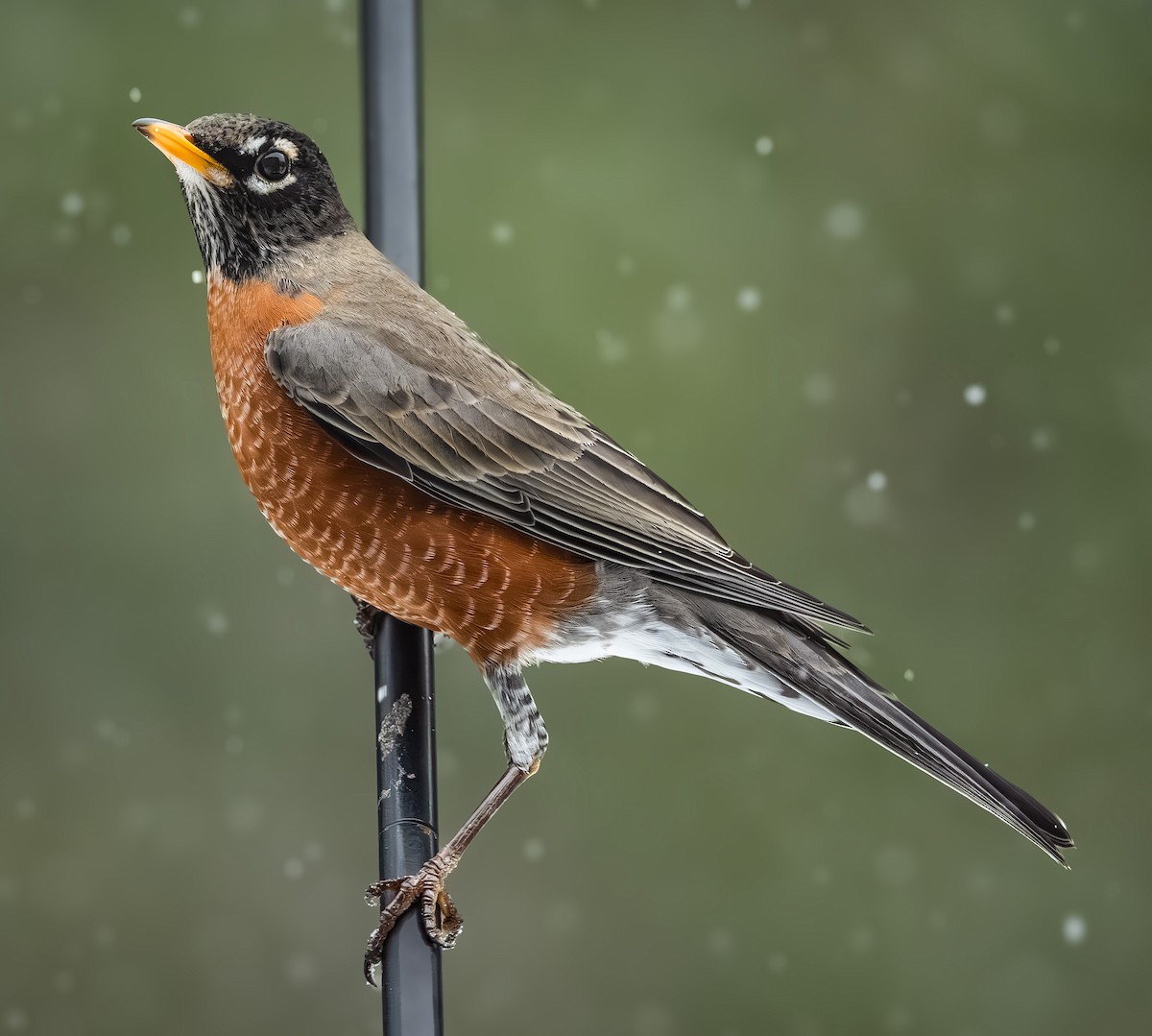 コマツグミ - ML646092144