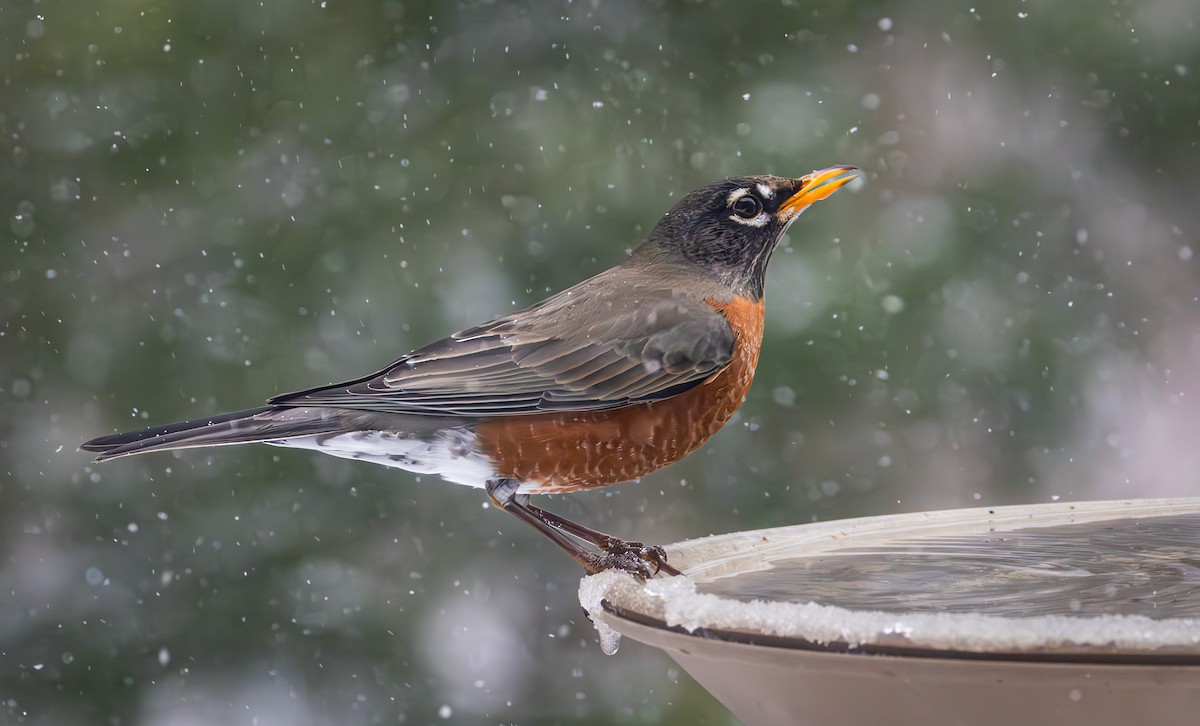 コマツグミ - ML646092145