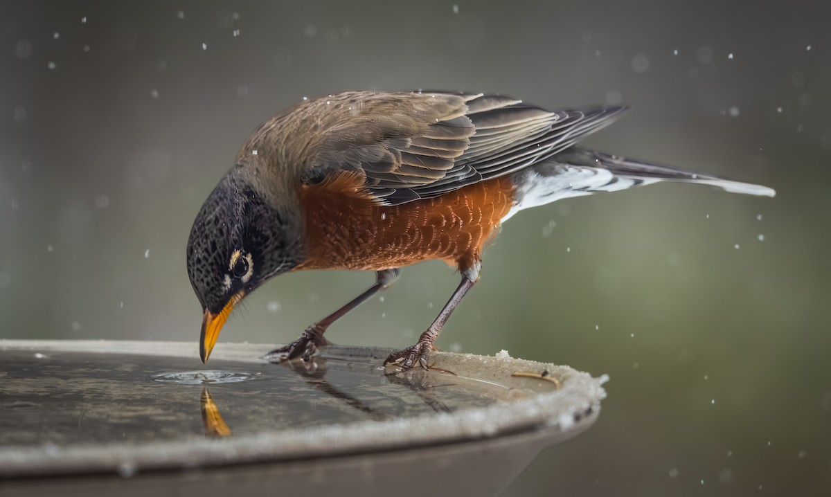 コマツグミ - ML646092146