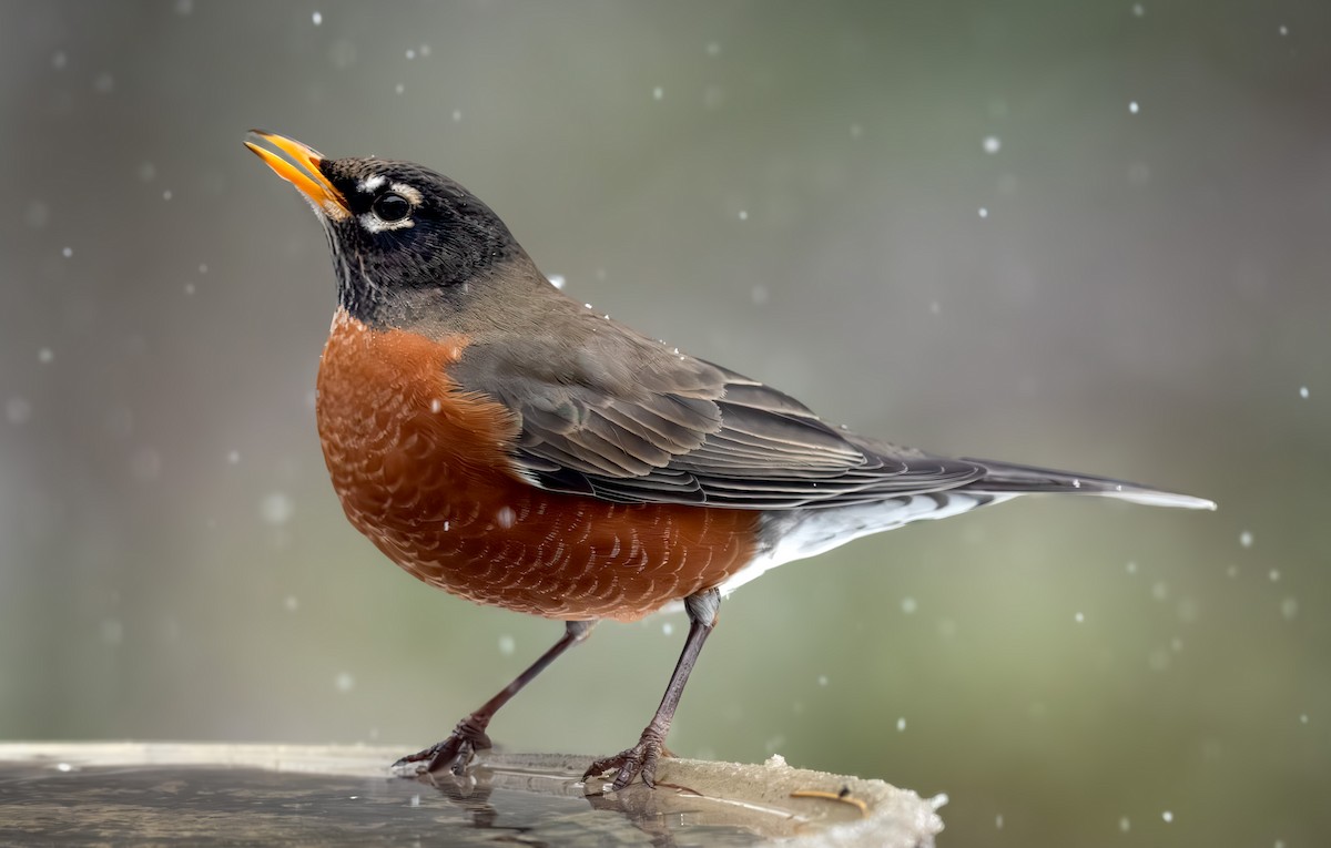 コマツグミ - ML646092147