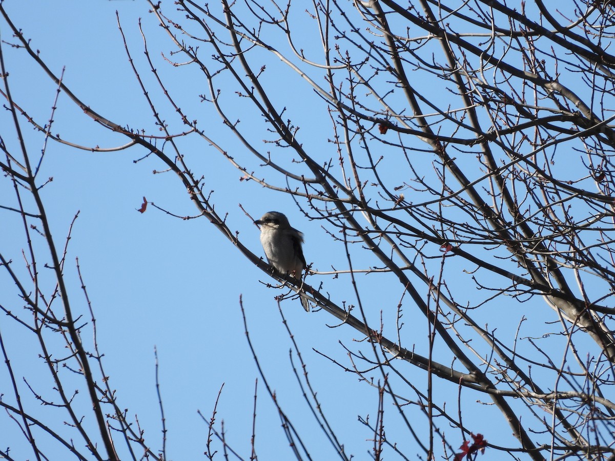 ťuhýk severní - ML646092148