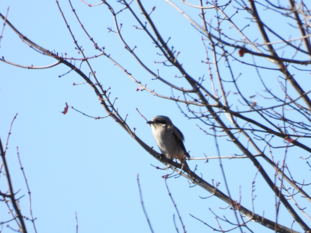 ťuhýk severní - ML646092151