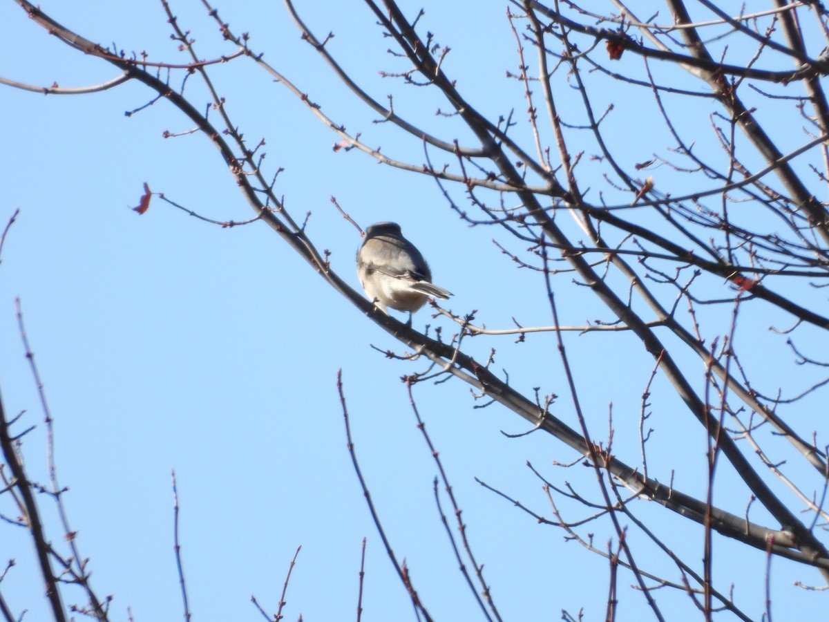 ťuhýk severní - ML646092153