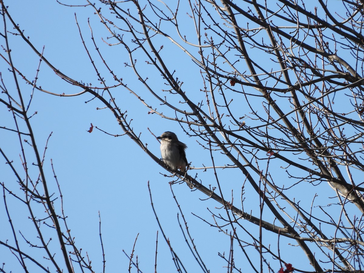 ťuhýk severní - ML646092154