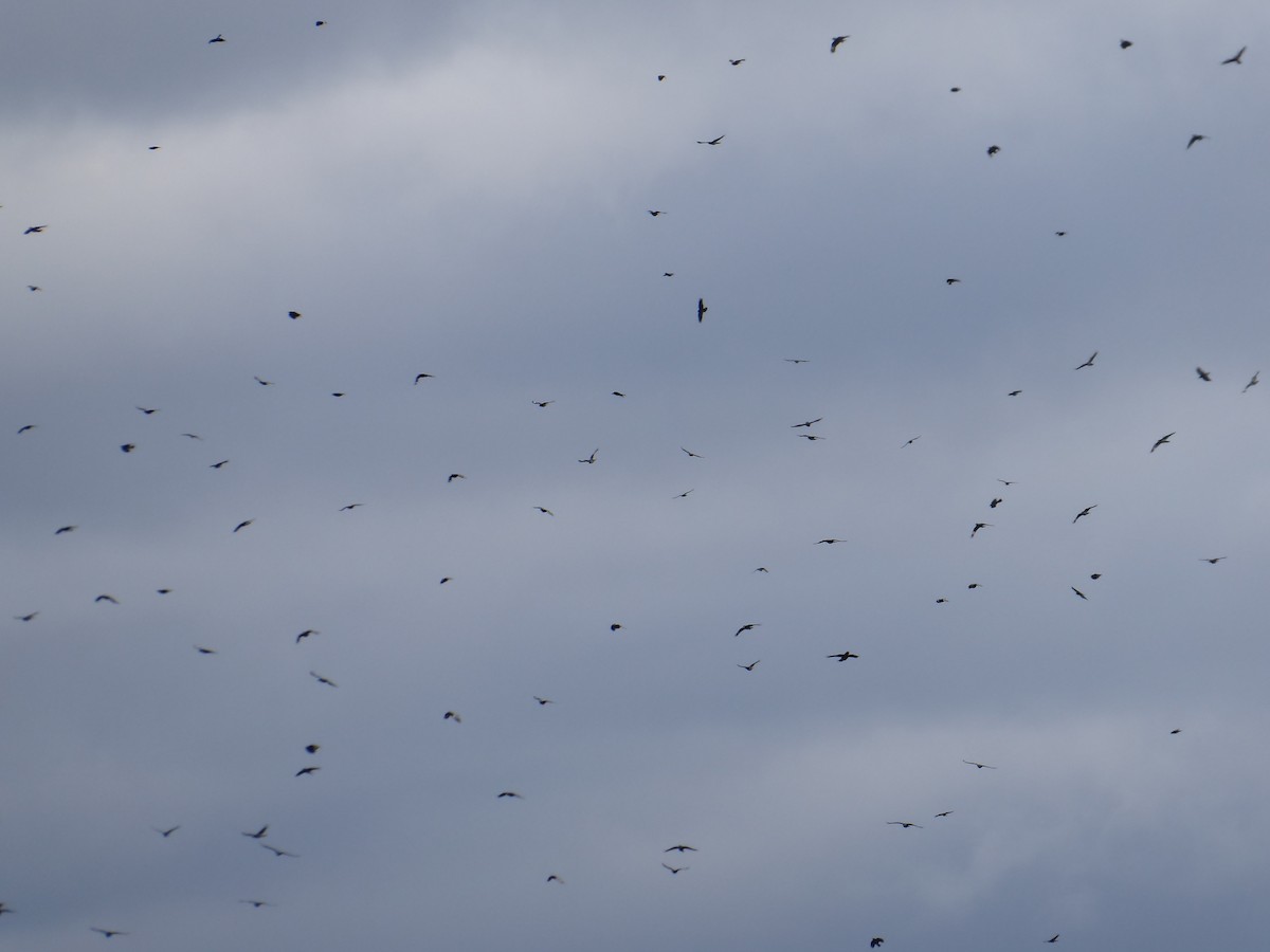 American Crow - ML646092156