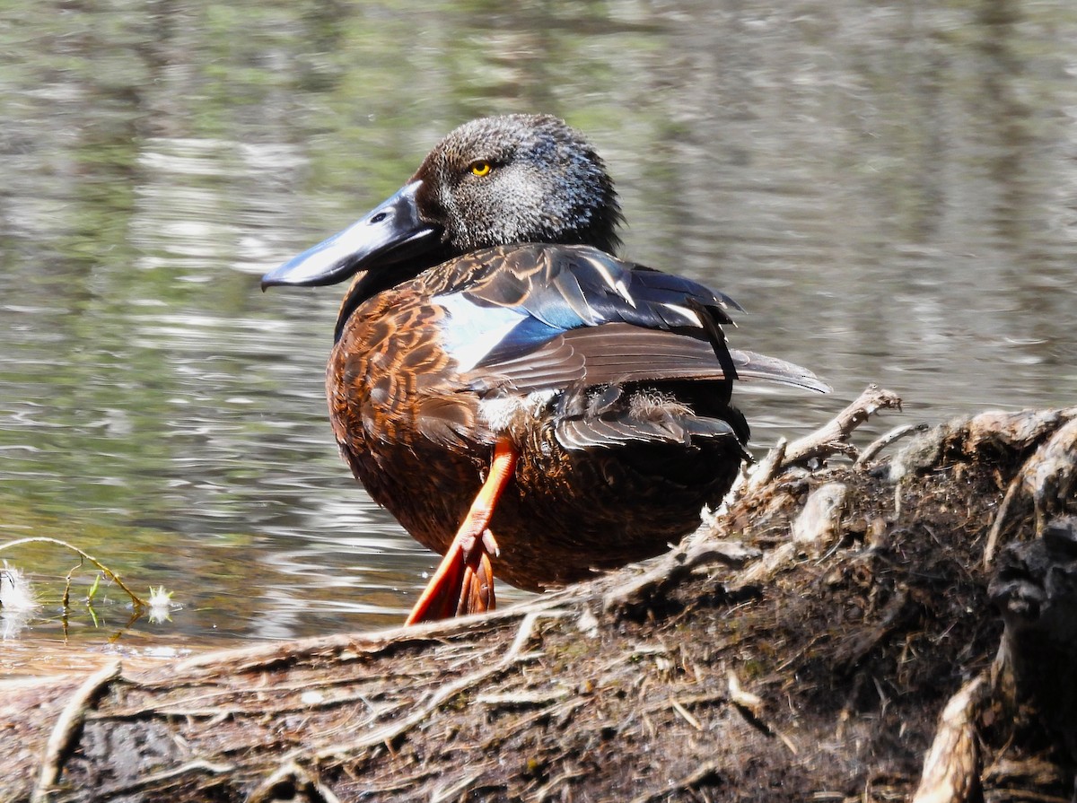 Australasian Shoveler - ML646092162