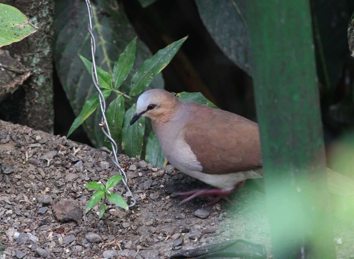 Gray-fronted Dove - ML646092163