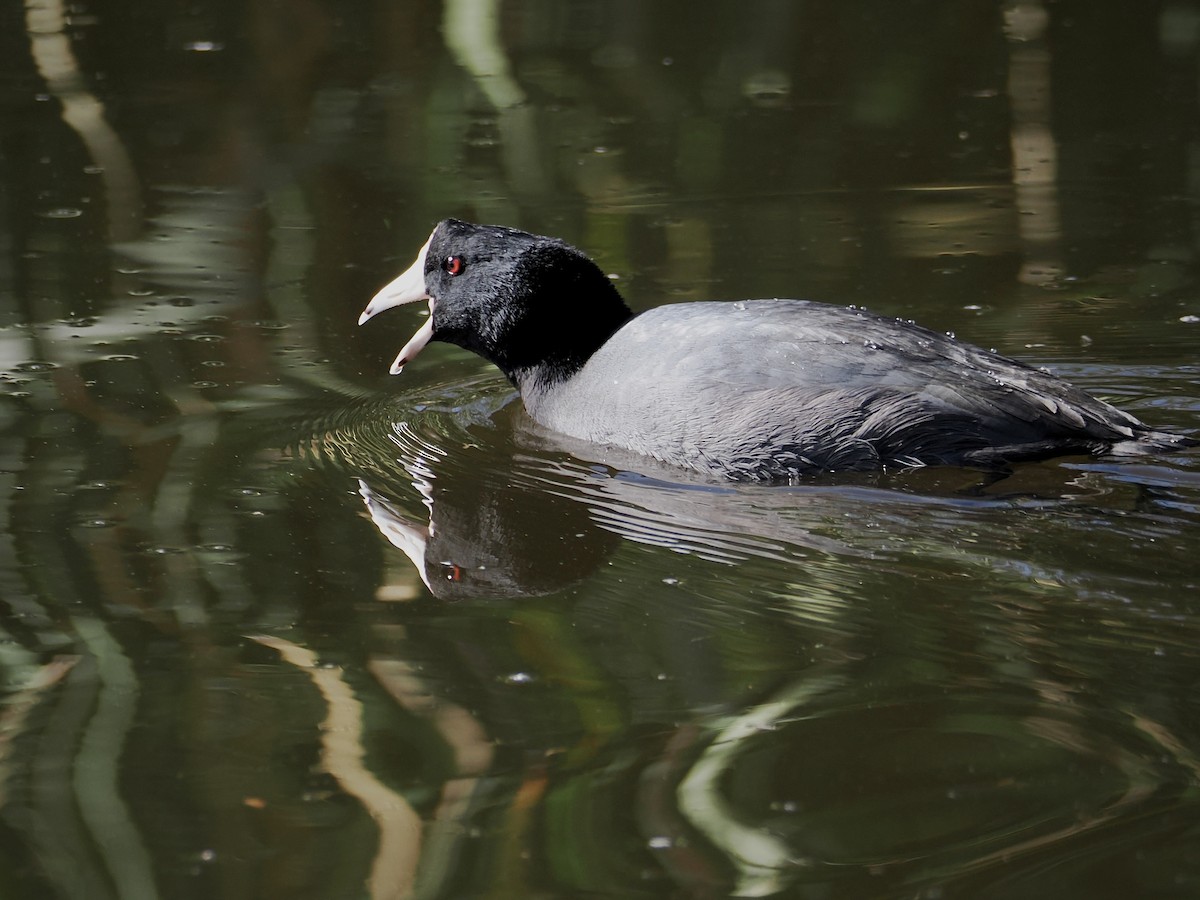 Indianerblässhuhn - ML646092164