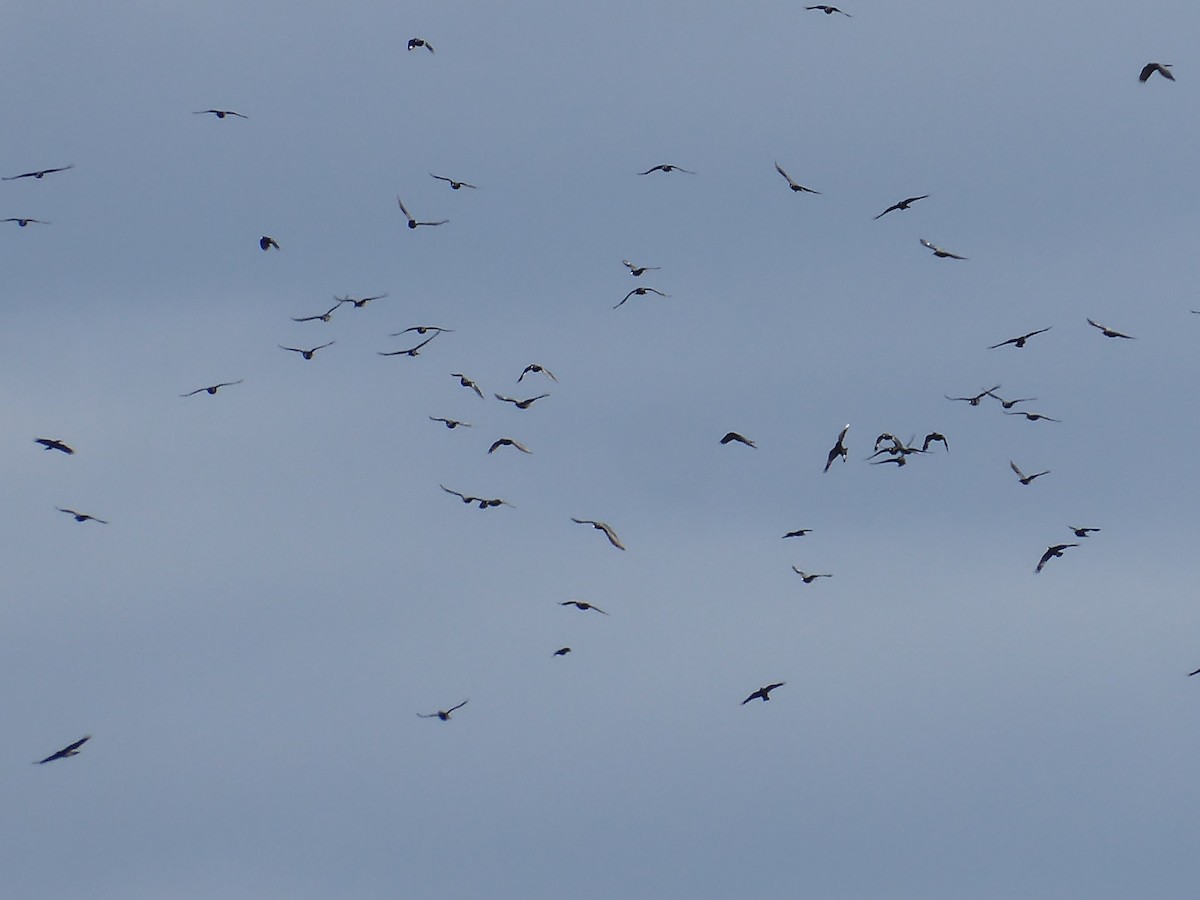 American Crow - ML646092168