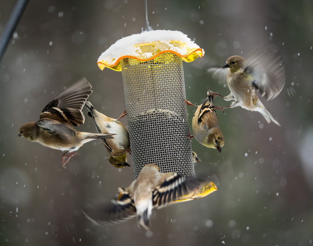 čížek žlutý - ML646092170