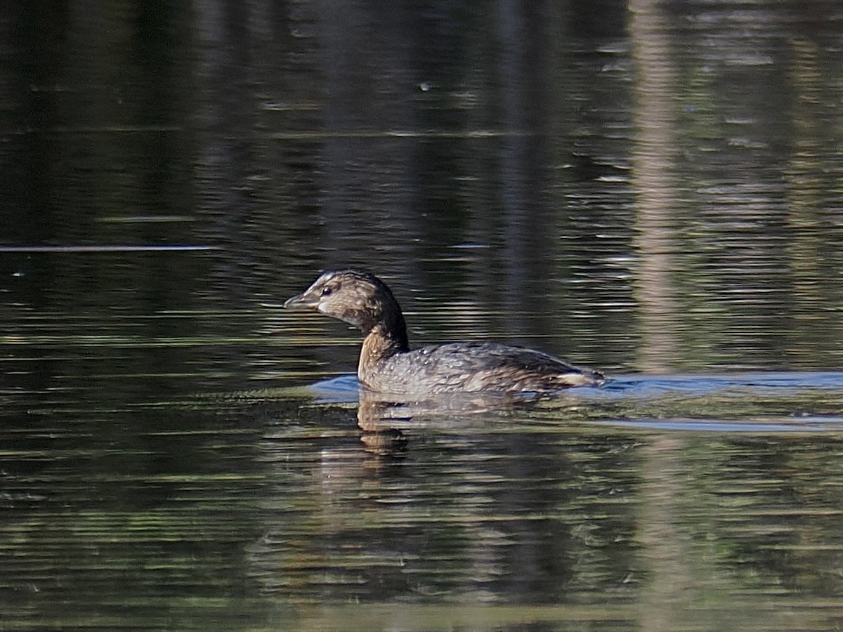 Bindentaucher - ML646092173