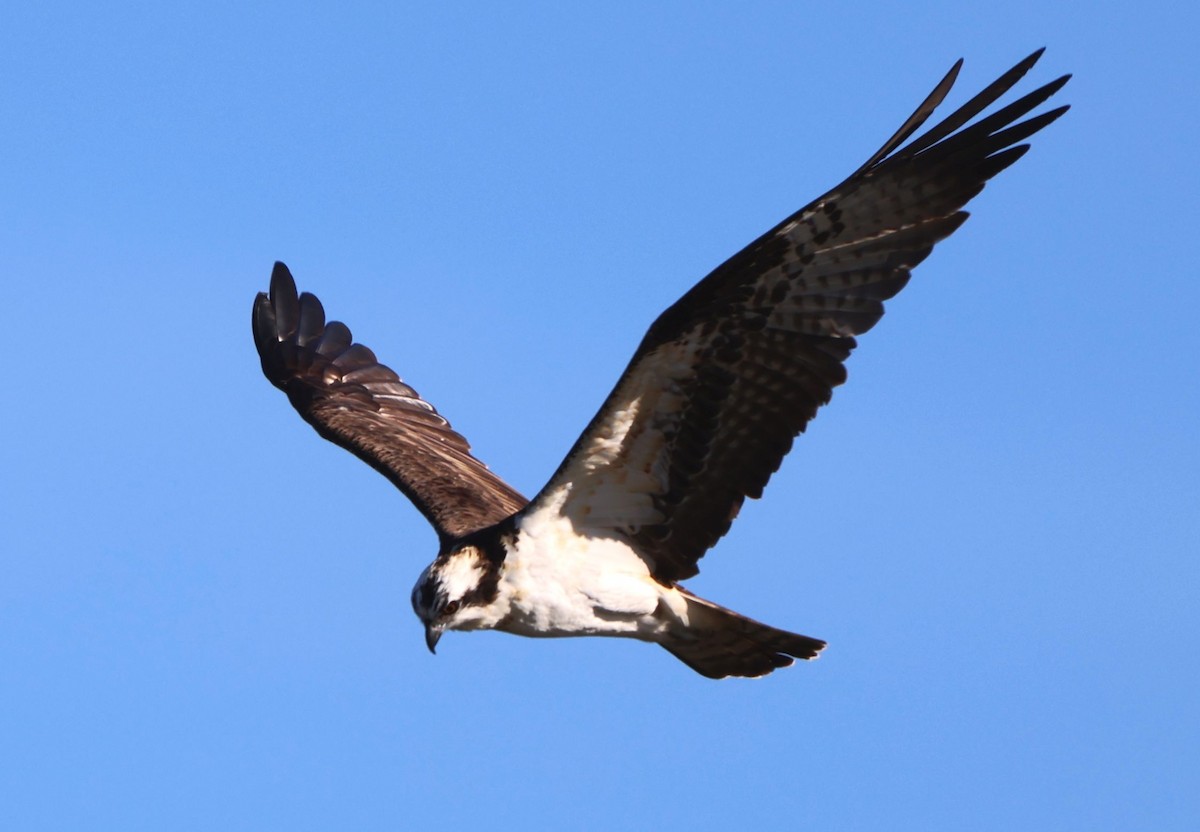 魚鷹 - ML646092174