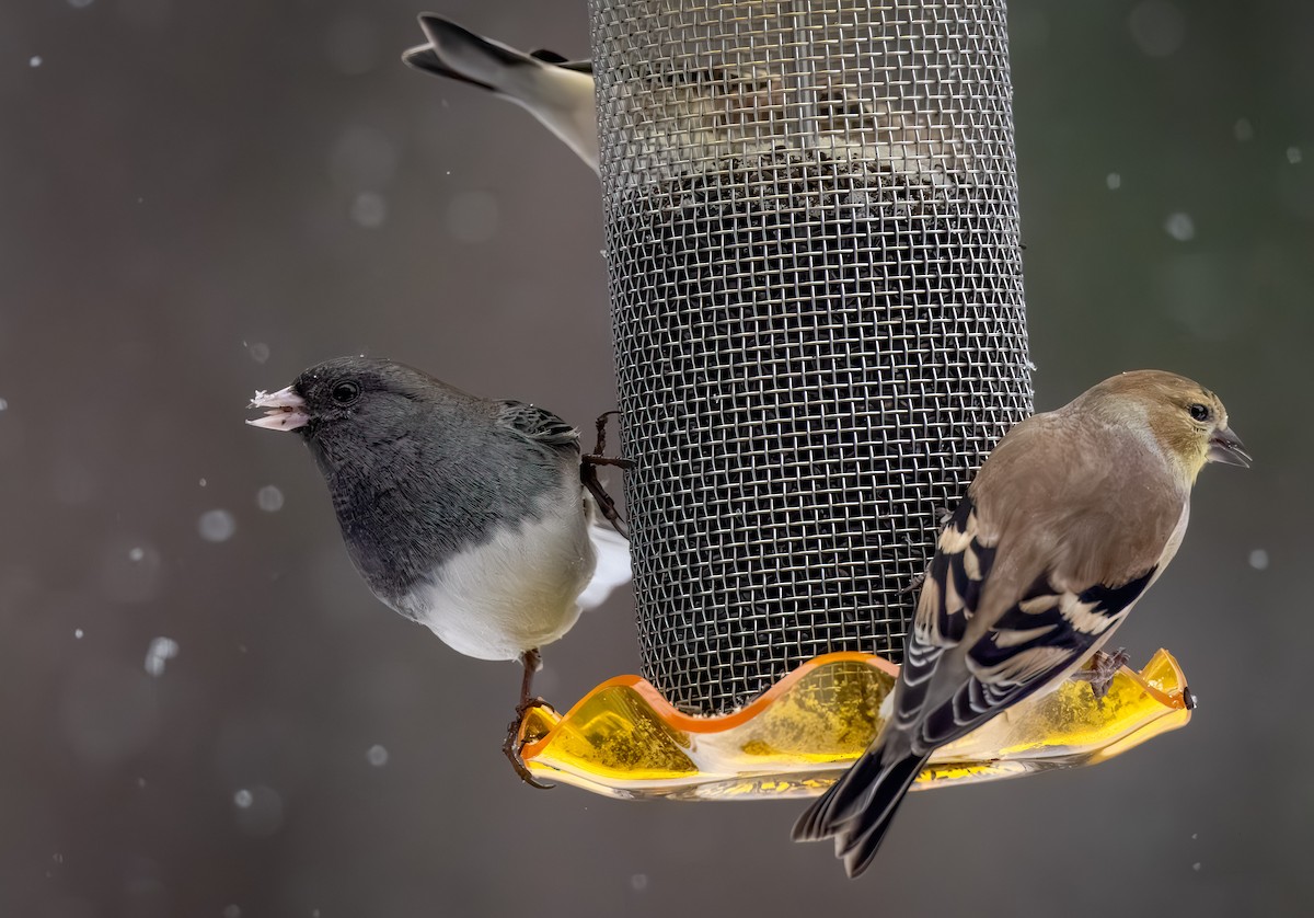 strnadec zimní - ML646092176