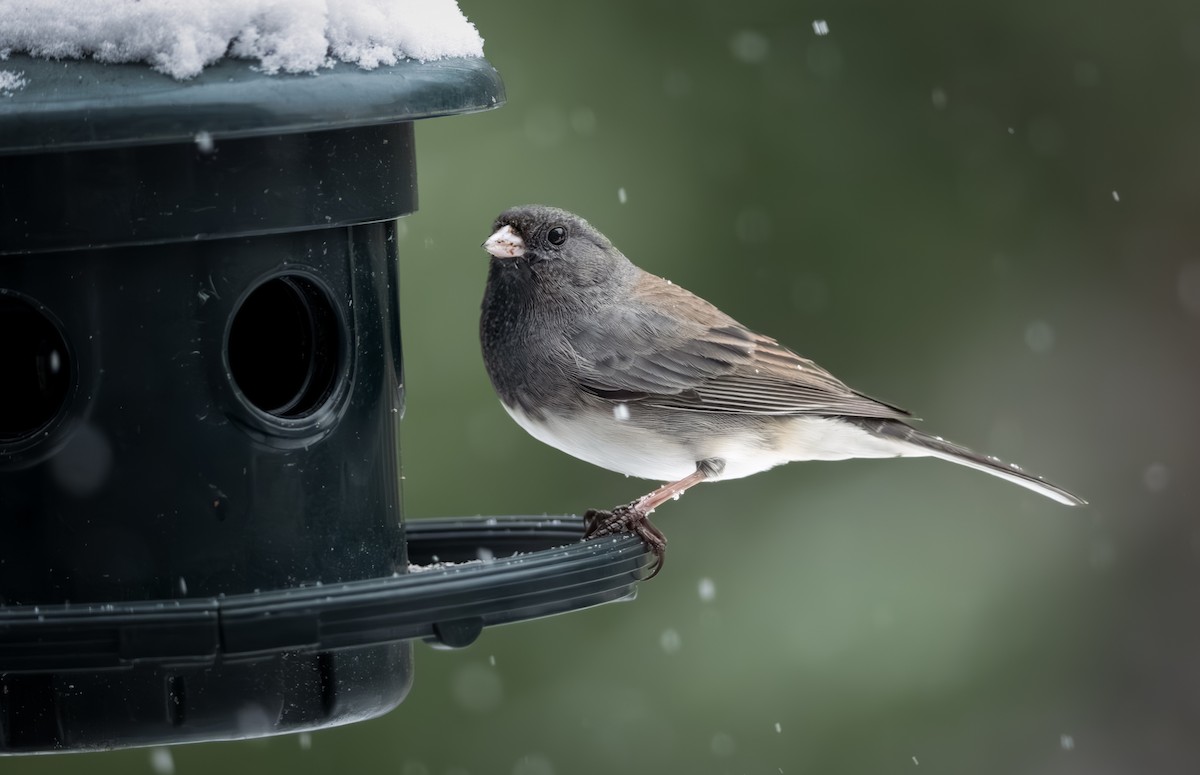 strnadec zimní - ML646092177