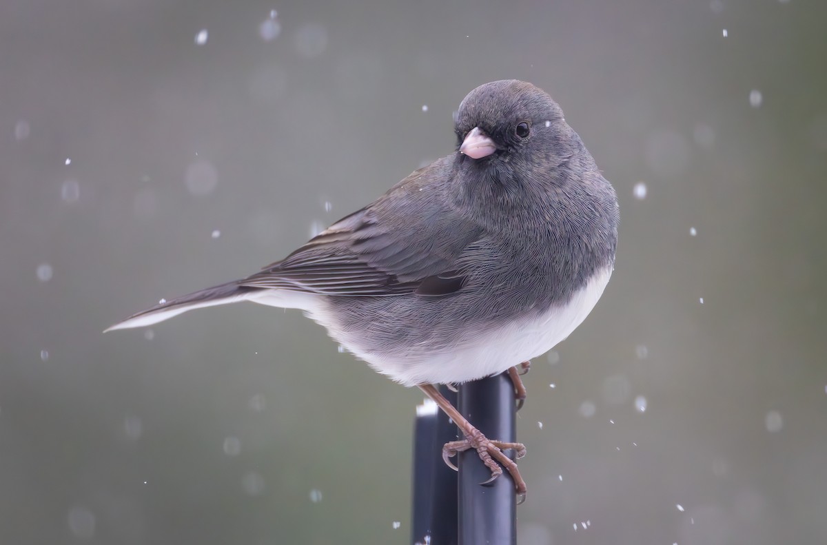 strnadec zimní - ML646092178