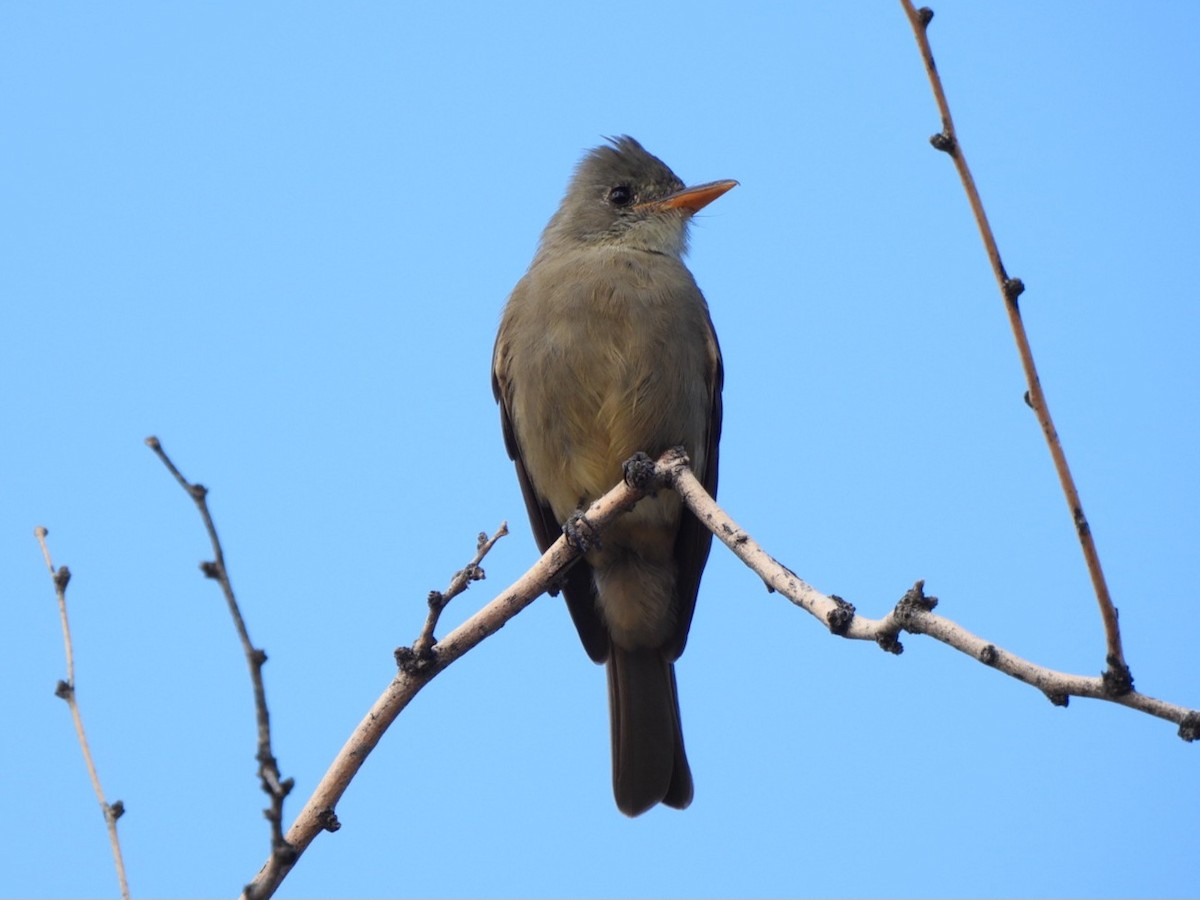 Greater Pewee - ML646092182