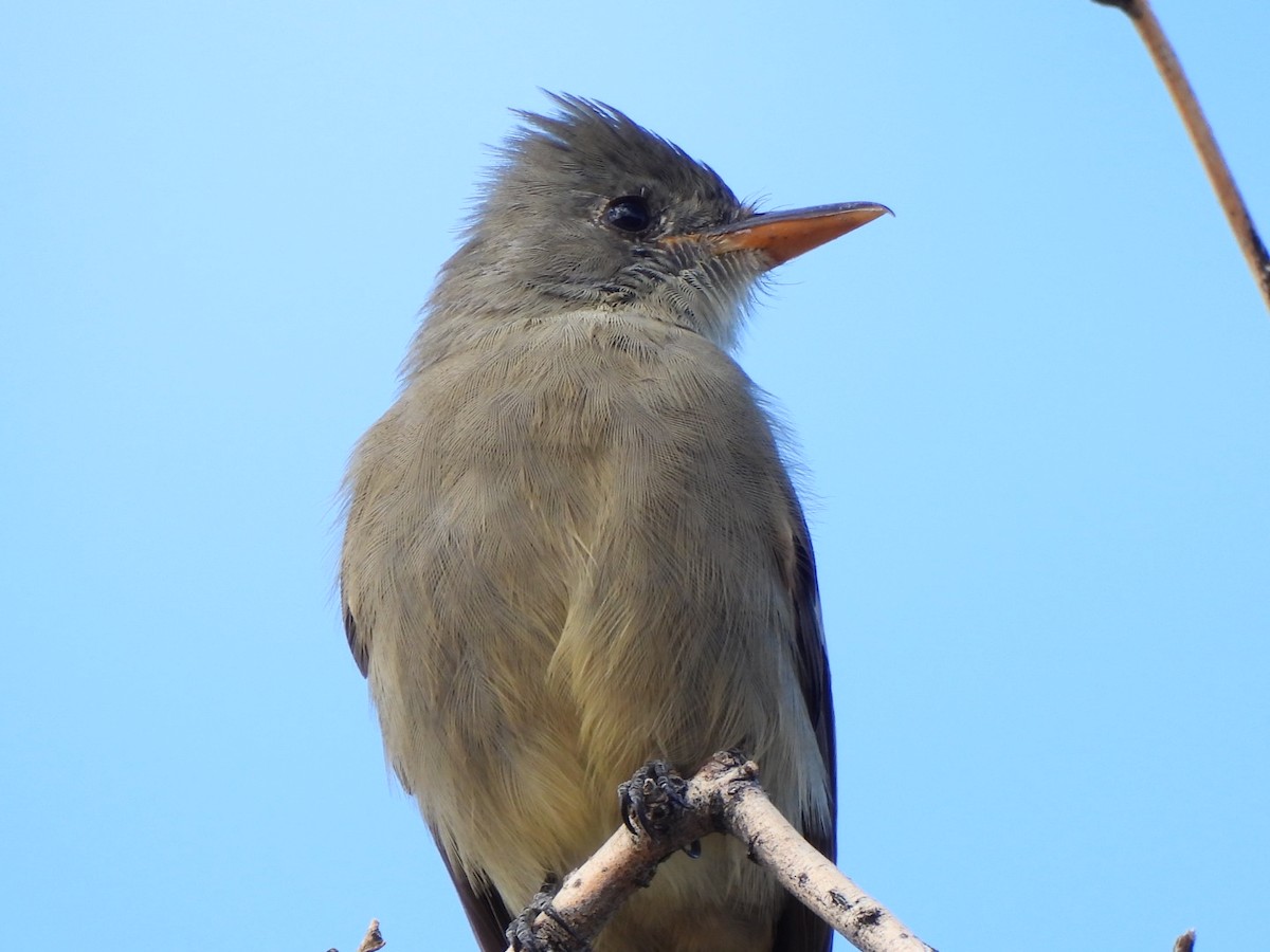 Greater Pewee - ML646092183